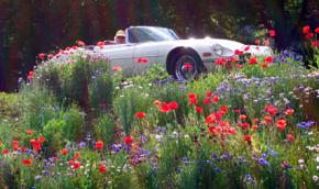 Jaguar E-Type photo